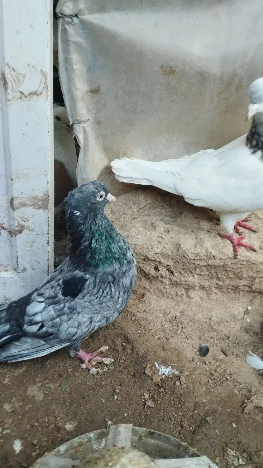 کبوتر|پرنده|بجنورد, |دیوار