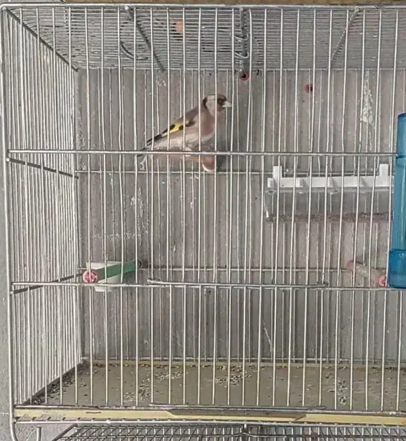 سهره جوجه قفس|پرنده|کرمانشاه, |دیوار