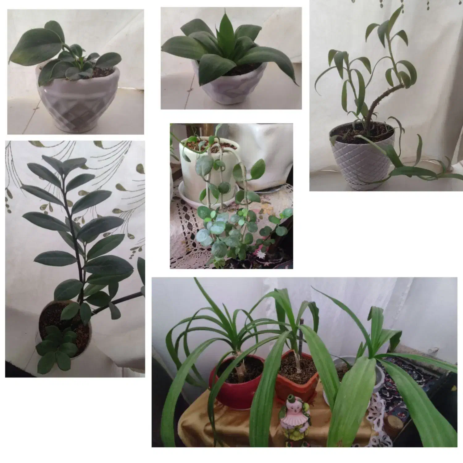 گلدون|گل مصنوعی|کرمان, |دیوار