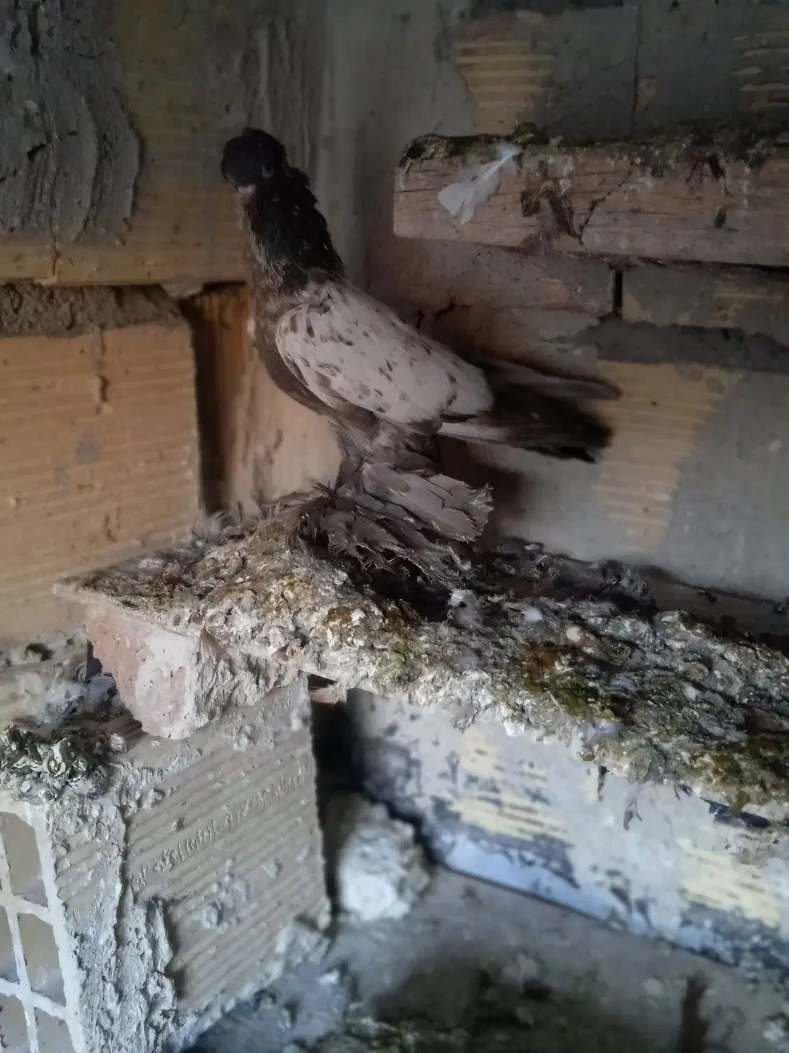 کبوتر|پرنده|باسمنج, |دیوار