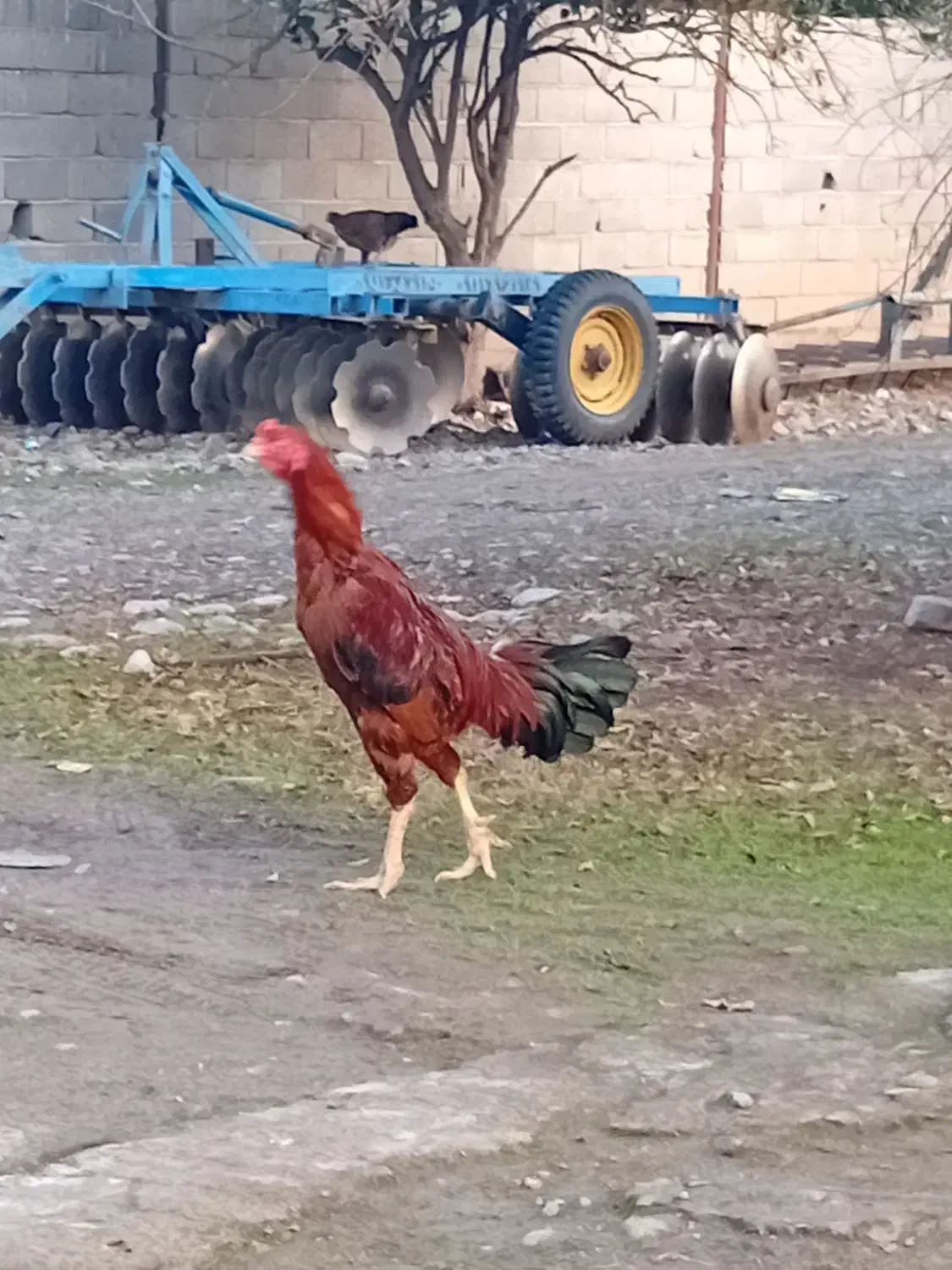 خروس لاری|حیوانات مزرعه|علی‌آباد کتول, |دیوار