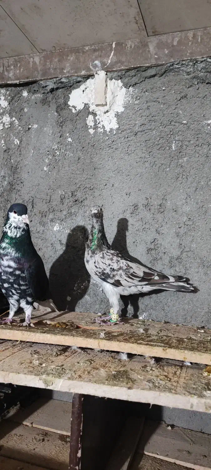 هفرنگ خطی خال خرمایی|پرنده|تاکستان, |دیوار