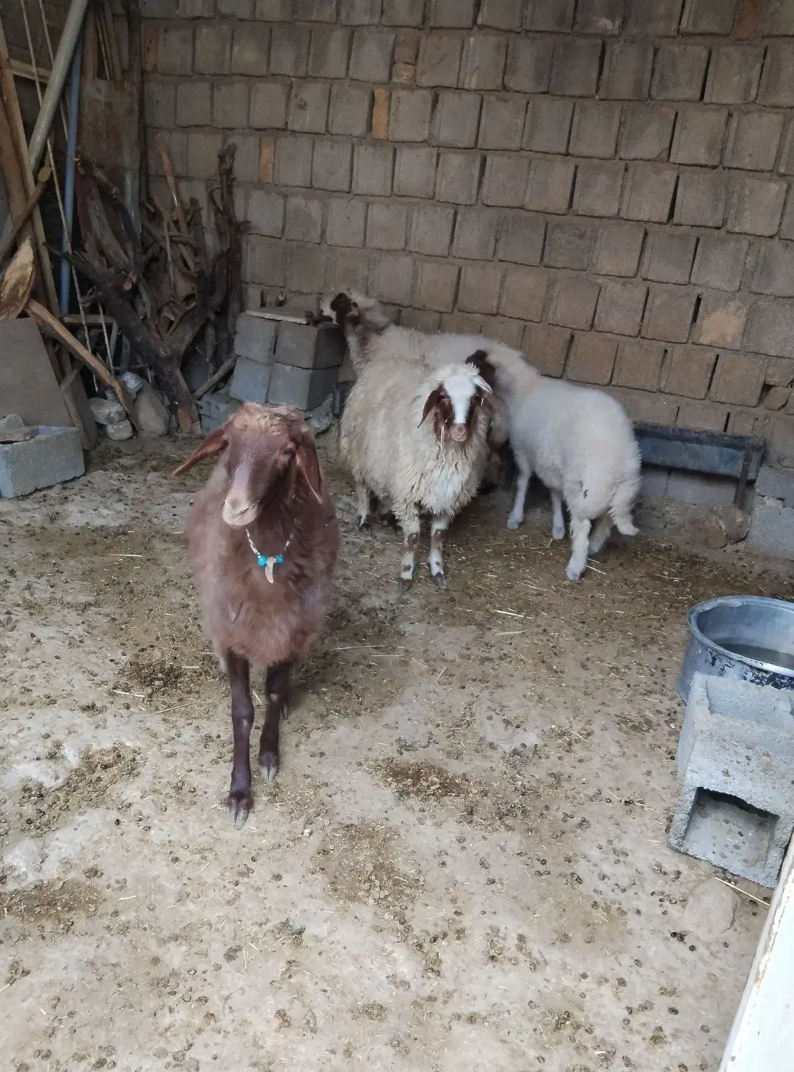 فروش بره چاق|حیوانات مزرعه|سیوان, |دیوار