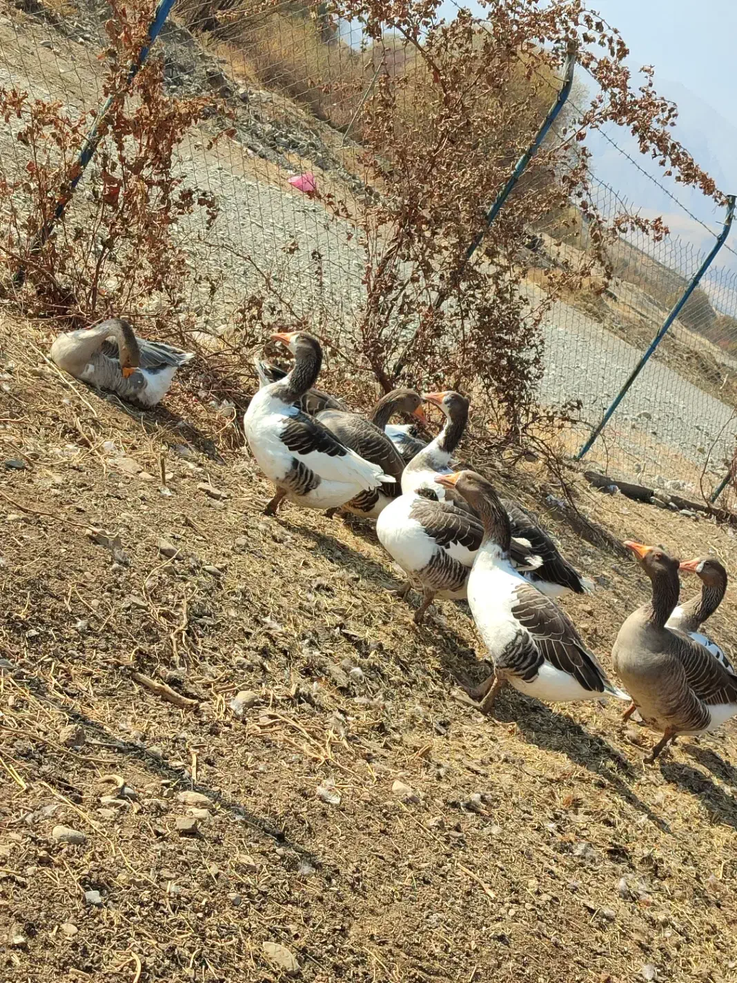 فروش غاز|حیوانات مزرعه|پیرانشهر, |دیوار