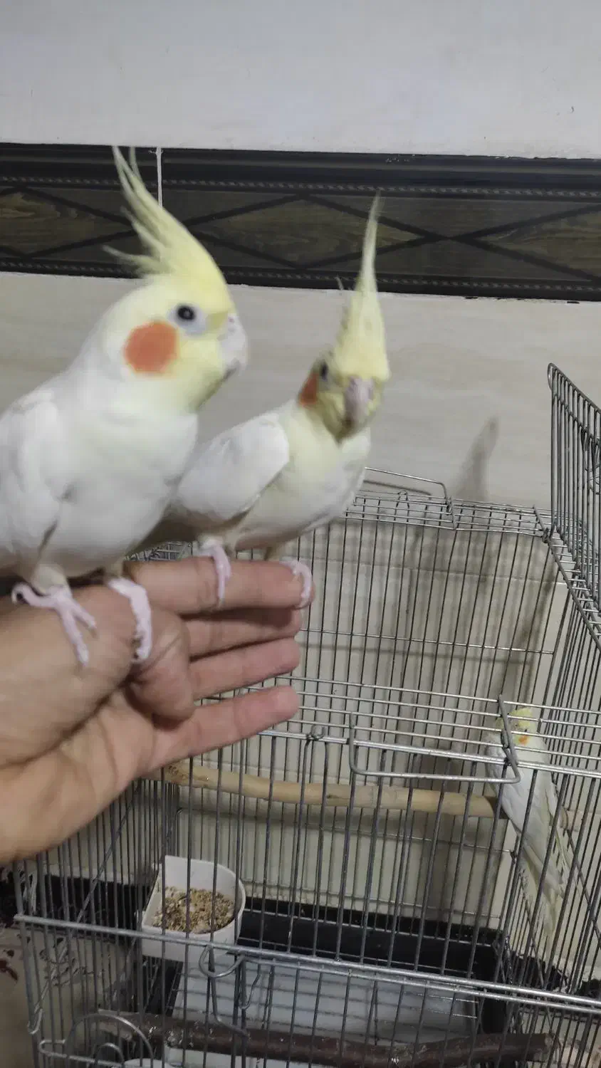 عروس هلندی|پرنده|مهاجران, |دیوار