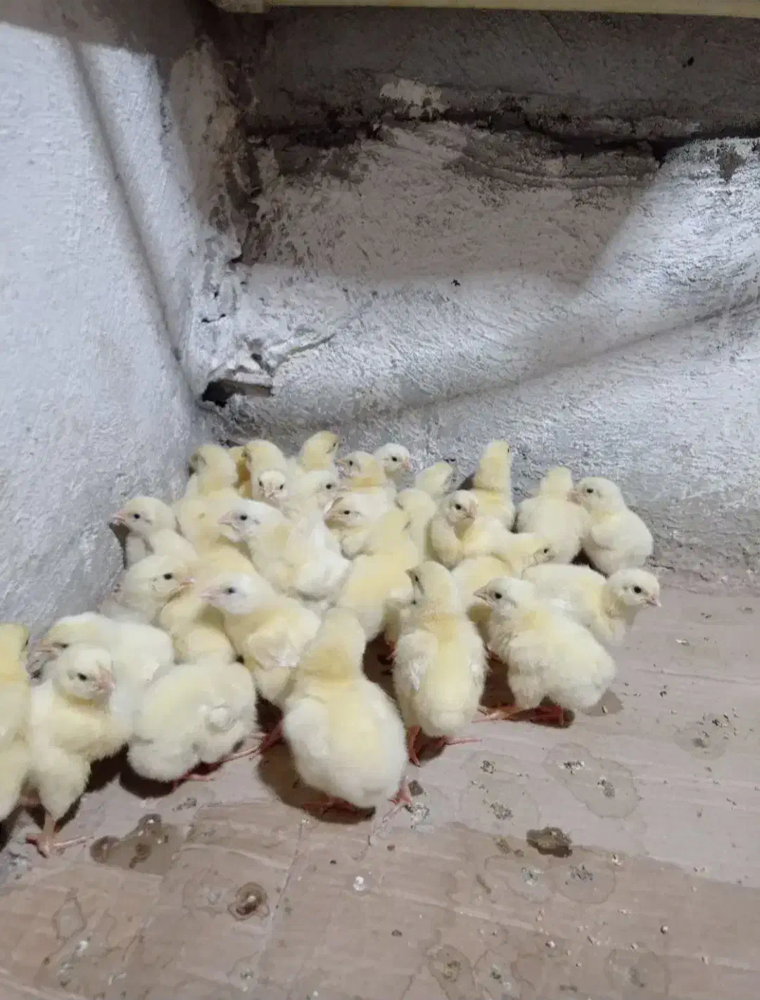 جوجه گوشتی راس ۳۰۸ از مرغ خروس سنگین وزن۷روزه|حیوانات مزرعه|سیرجان, |دیوار