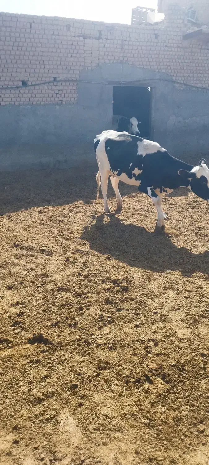 گاو جوان|حیوانات مزرعه|قم, سید معصوم|دیوار