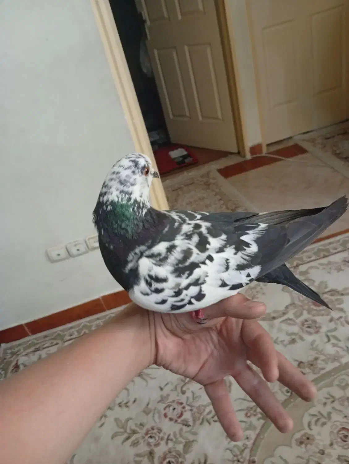 کفتر دستی|پرنده|تهران, مشیریه|دیوار