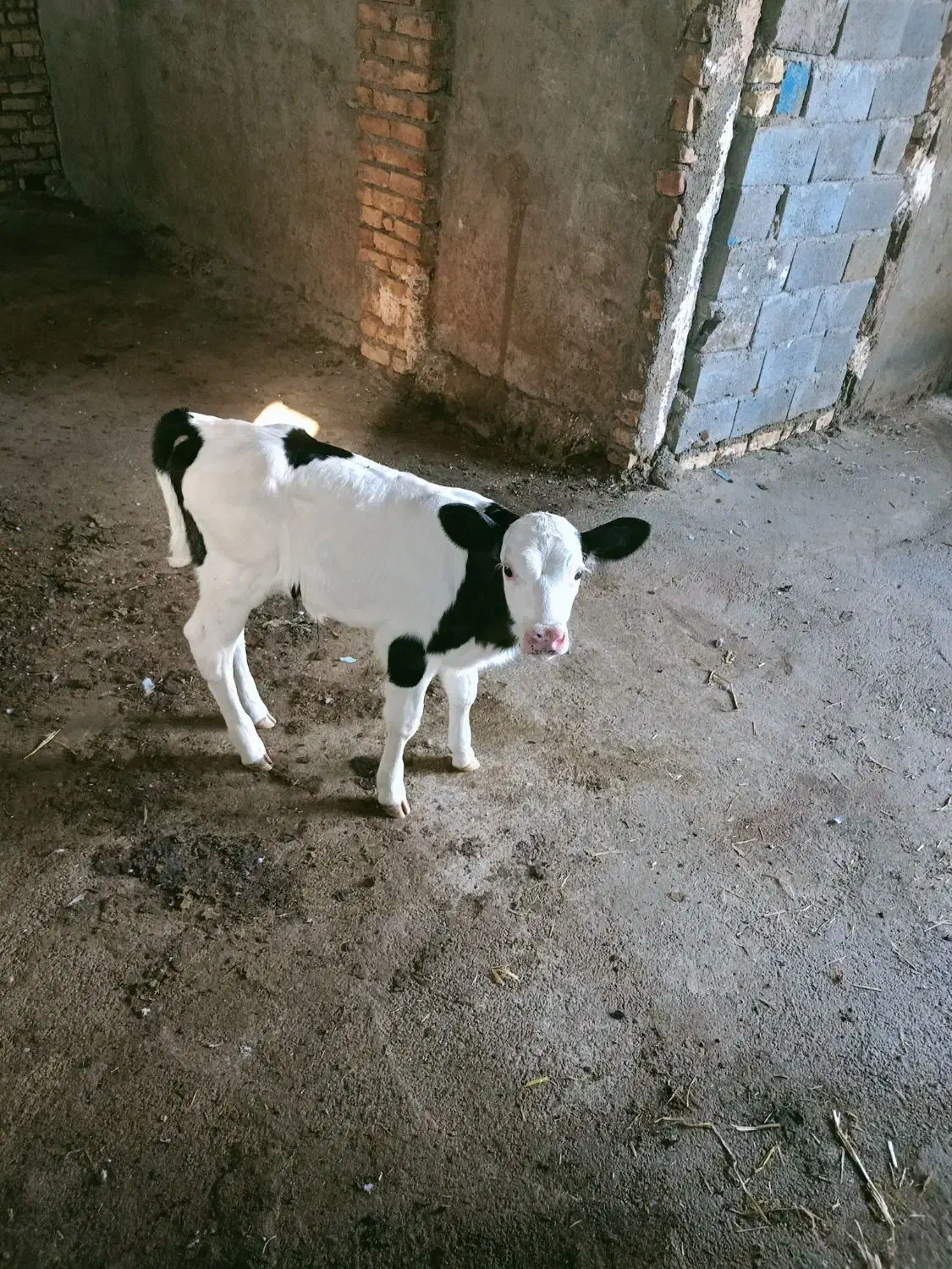 کارگر دامداری|استخدام سرایداری و نظافت|فاروج, |دیوار