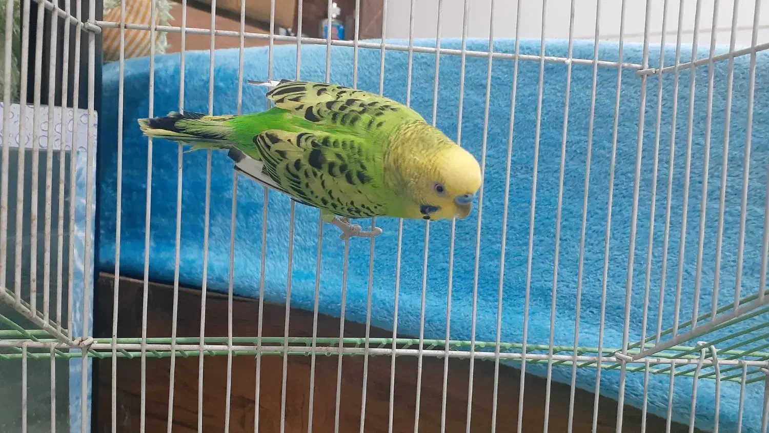 مرغ عشق|پرنده|کرمان, |دیوار