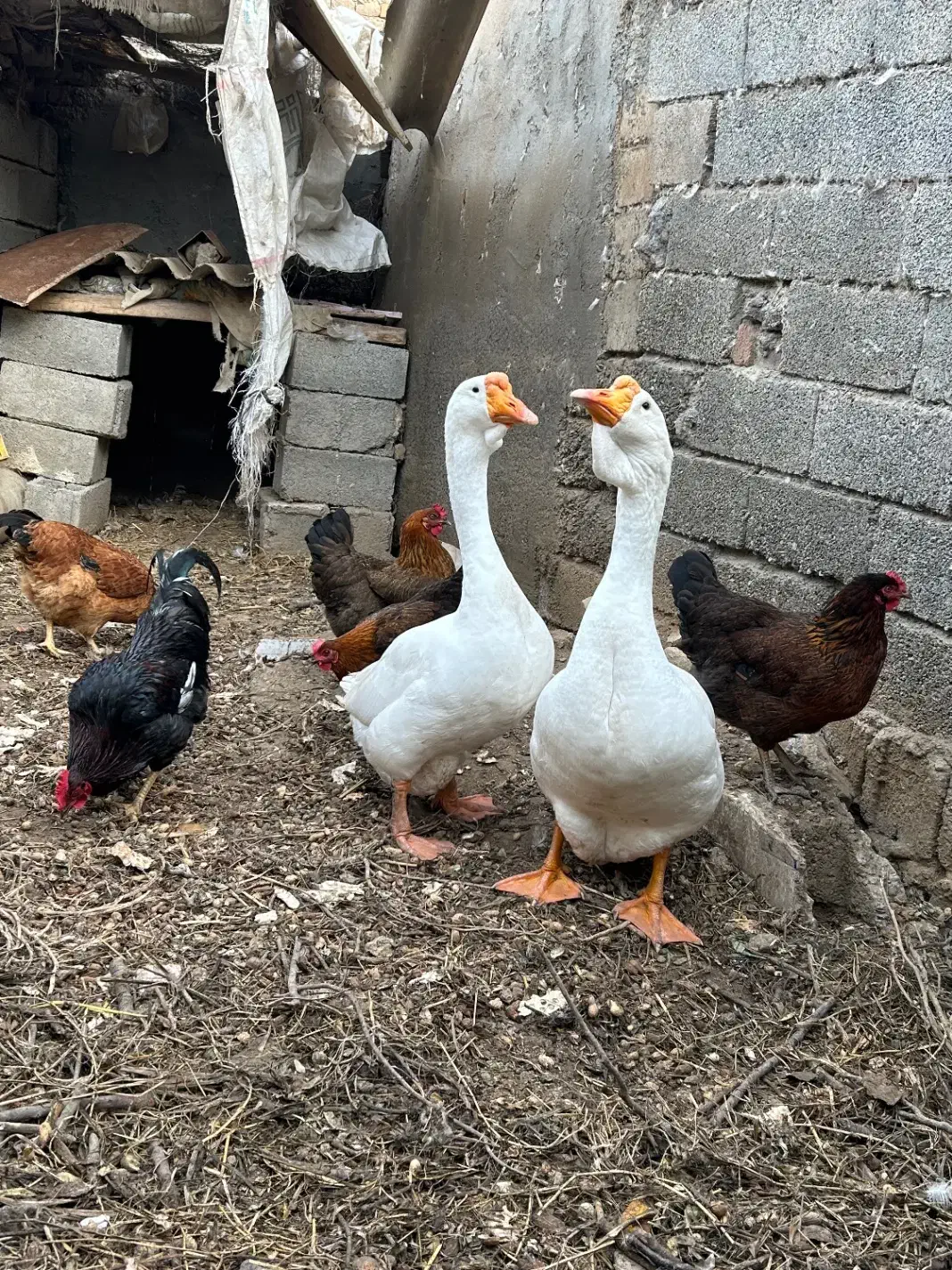 غاز قو لیندا|حیوانات مزرعه|پارس‌آباد, |دیوار