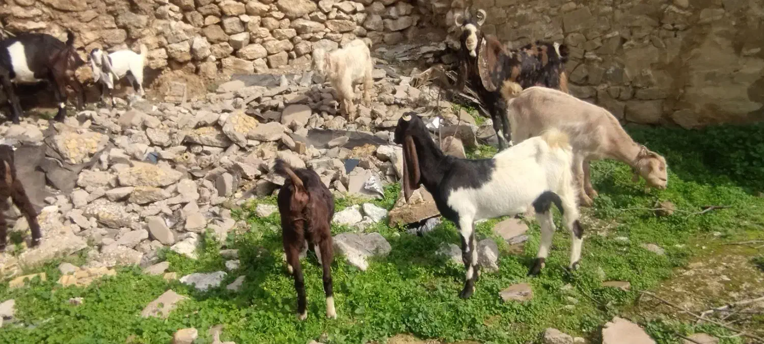 بز داشتی|حیوانات مزرعه|مسجد سلیمان, |دیوار