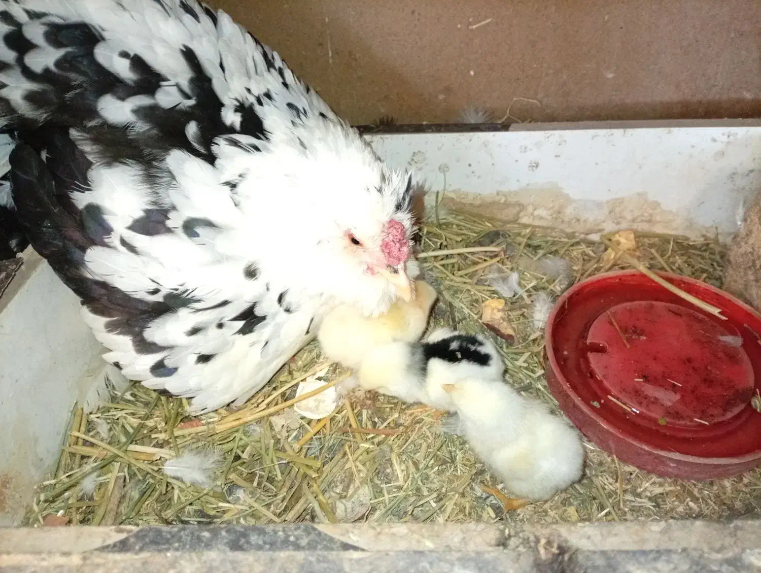 مرغ وخروس گلین|حیوانات مزرعه|قم, شهرک مهدیه|دیوار