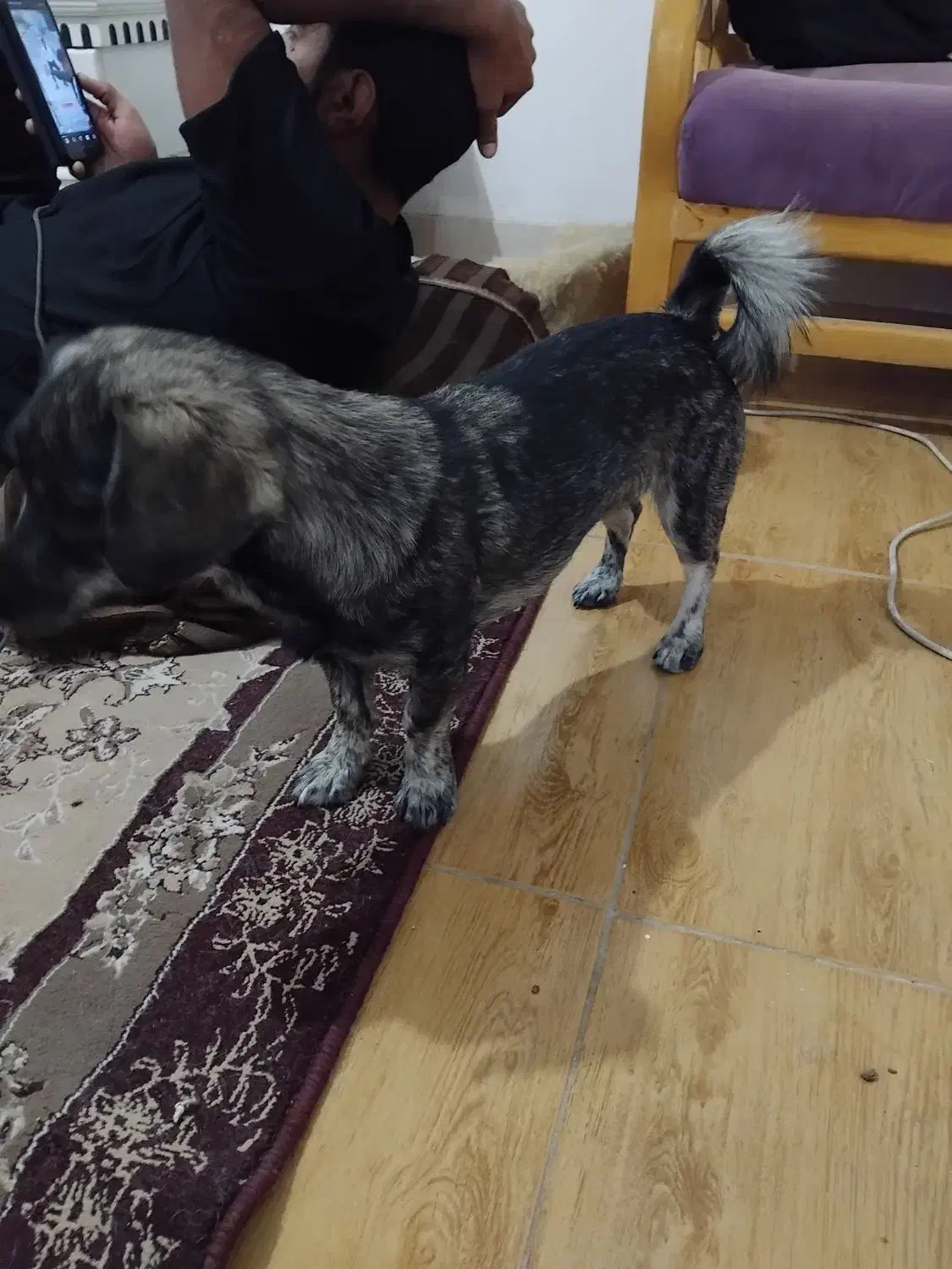 سک پاکوتاه ماده|سگ|بم, |دیوار