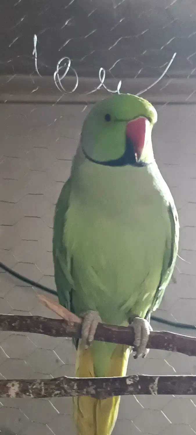 ملنگو|پرنده|نیشابور, گنبد سبز|دیوار