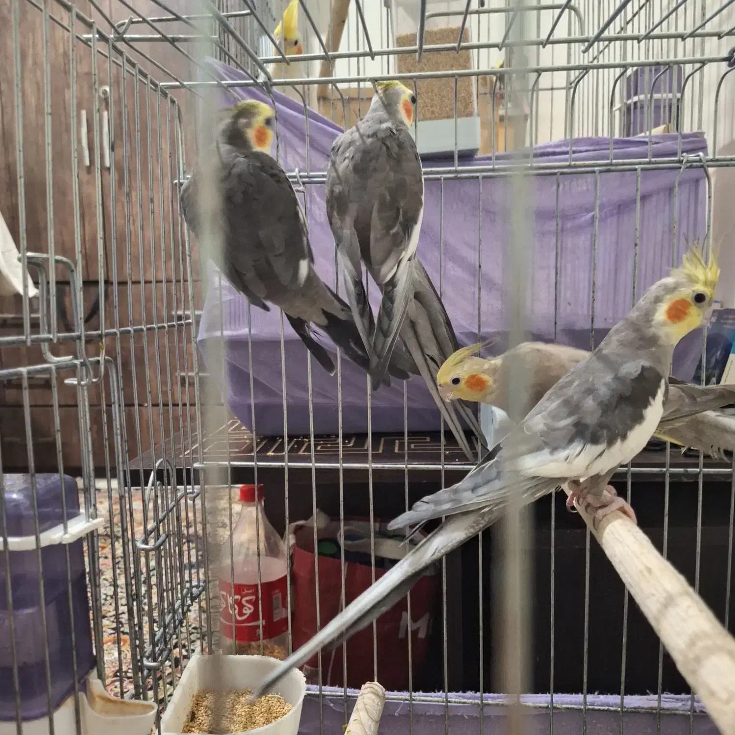 2عدد عروس هلندی|پرنده|کرج, حیدرآباد|دیوار