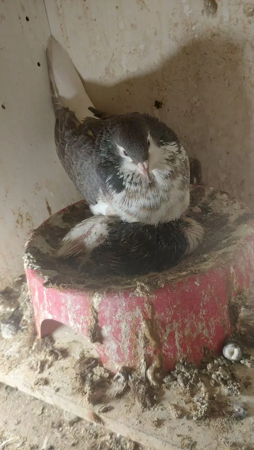 کفتر چادری گمشده افشون|پرنده|فردیس, ثابتی|دیوار