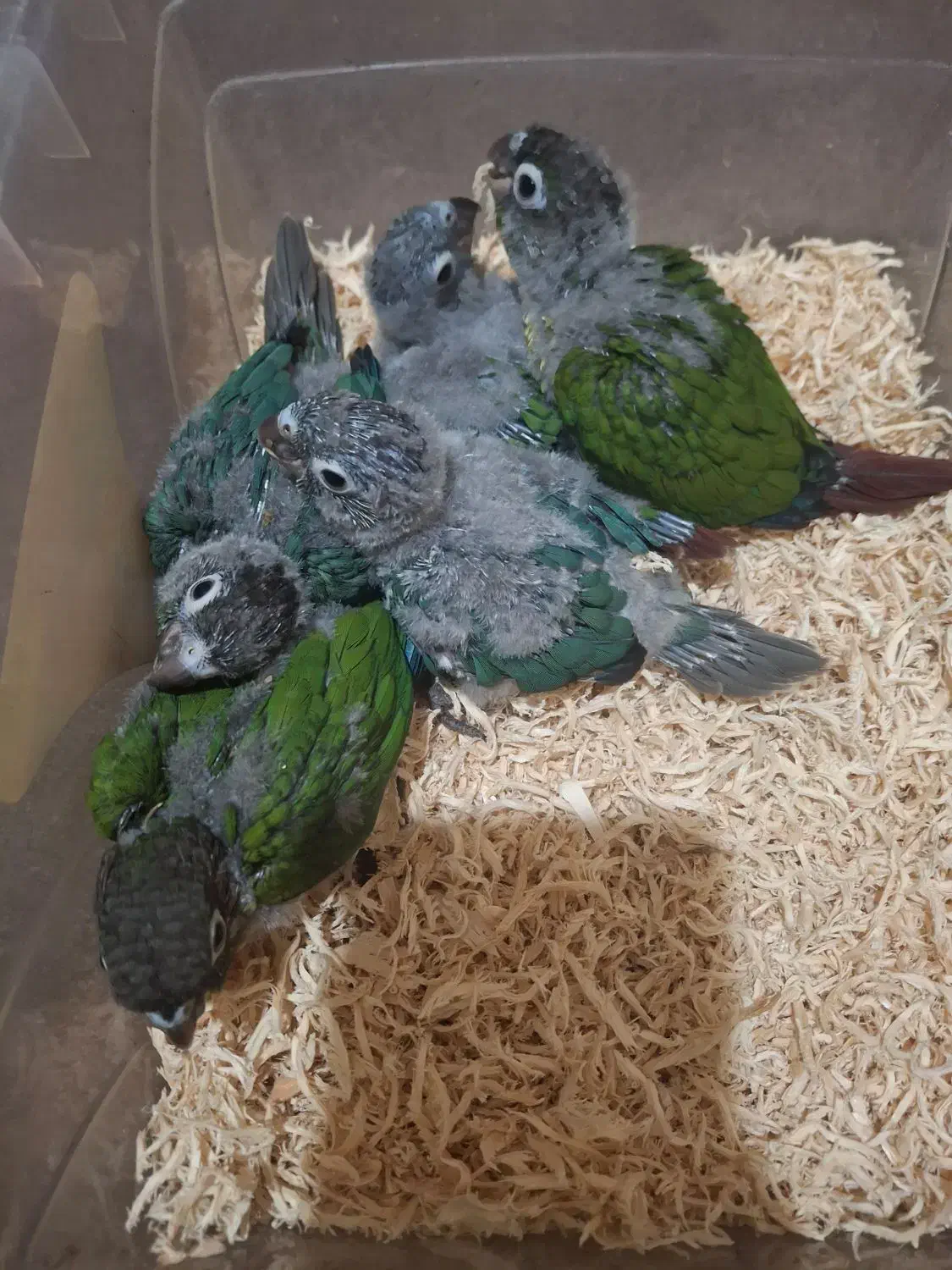 گیرینچیک سرلاکی|پرنده|رشت, لاکان|دیوار