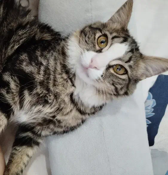 بچه گربه|گربه|هشتگرد, فاز ۱ مهستان|دیوار