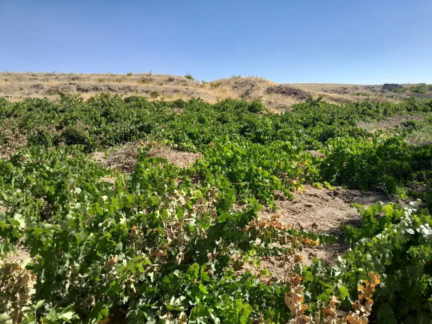 باغ انگورزمین مسکونی وزمین جهت ساخت دامداری مالوجه|فروش زمین و ملک کلنگی|دلبران, |دیوار