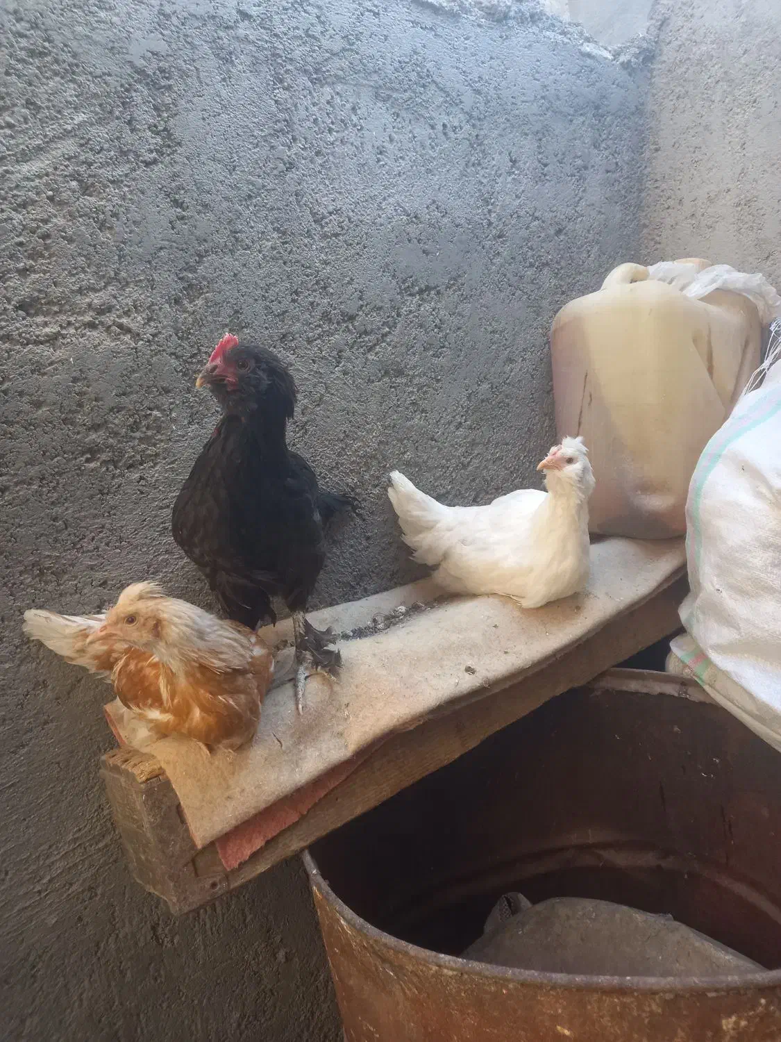 نوچه رسمی|حیوانات مزرعه|کهک, |دیوار