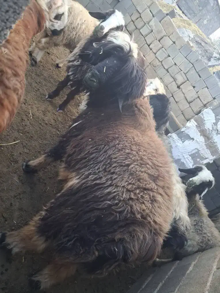 گوسفند قوچ بره کوهه|حیوانات مزرعه|کامفیروز, |دیوار