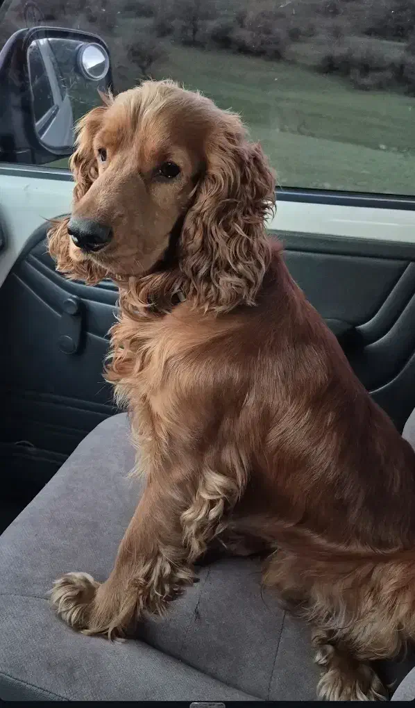 سگ نژاد کوکر اسپانیل شکاری|سگ|رشت, گیل|دیوار