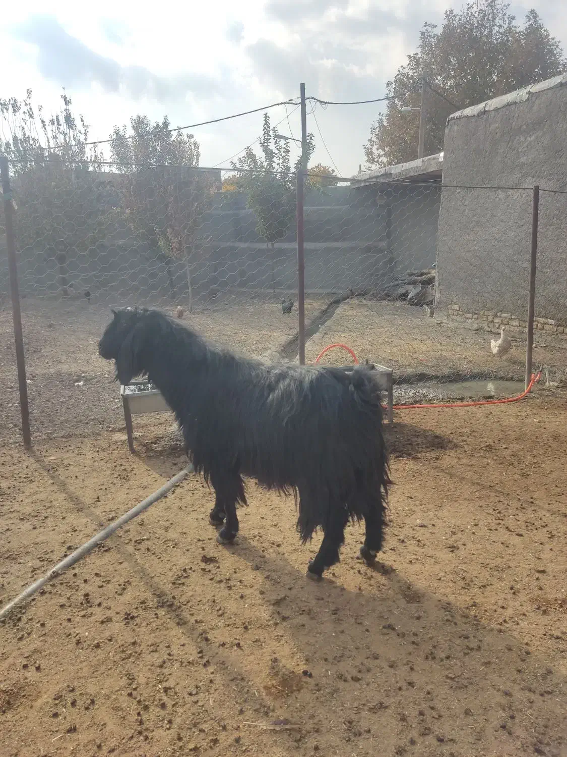 حیوانات|حیوانات مزرعه|بیستون, |دیوار