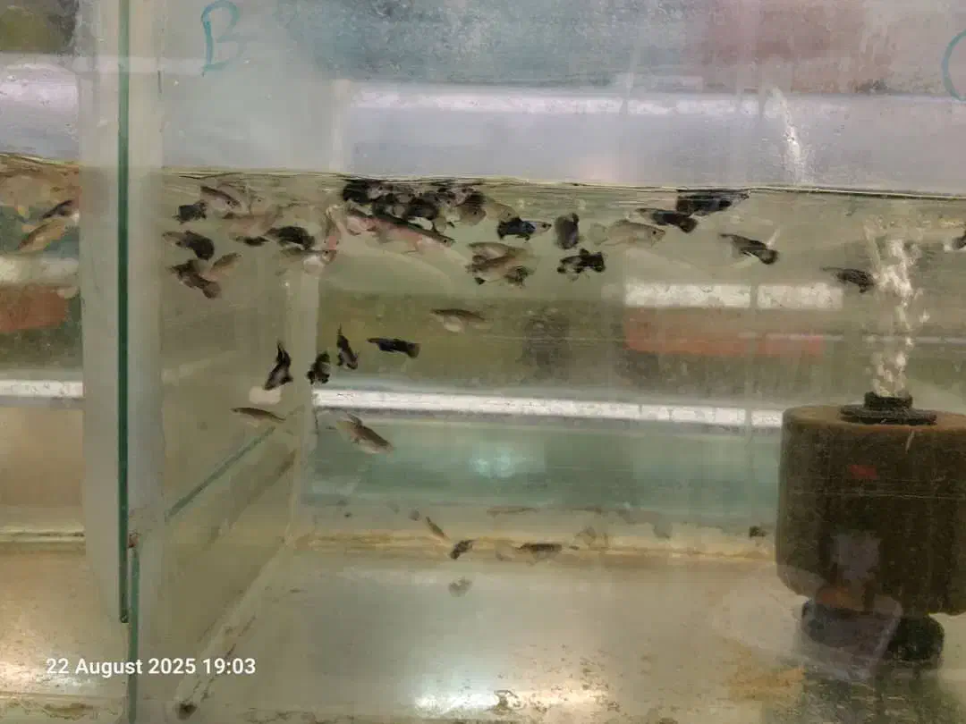 انواع ماهی زینتی و کت فیش|ماهی|شاهینشهر, کوی مهدیه|دیوار