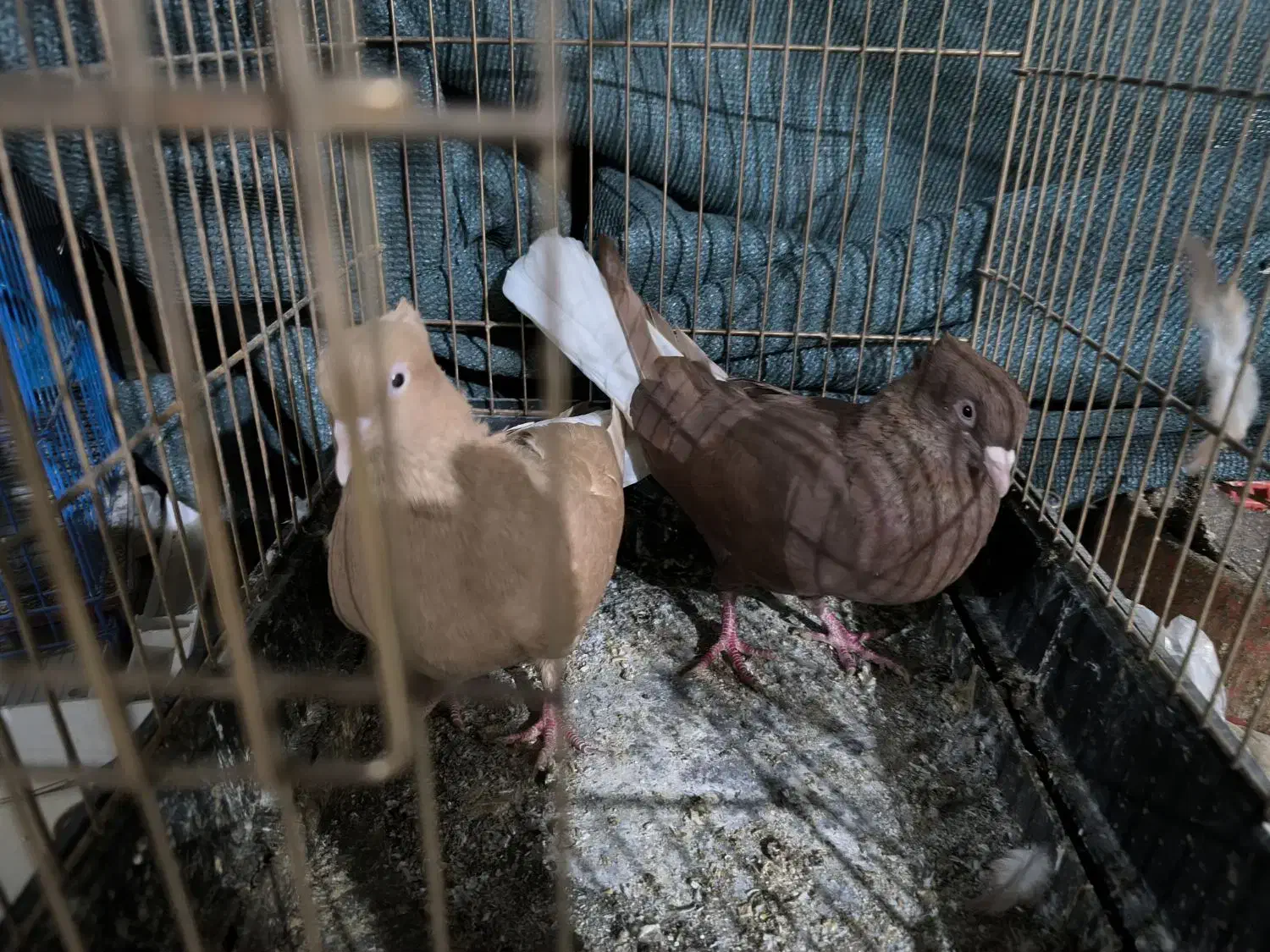 دم سفید|پرنده|شوشتر, |دیوار