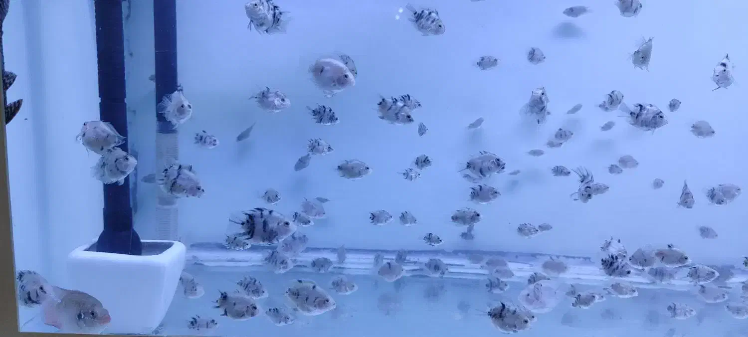 ماهی سیچلاید کانوکیت|ماهی|سقز, |دیوار