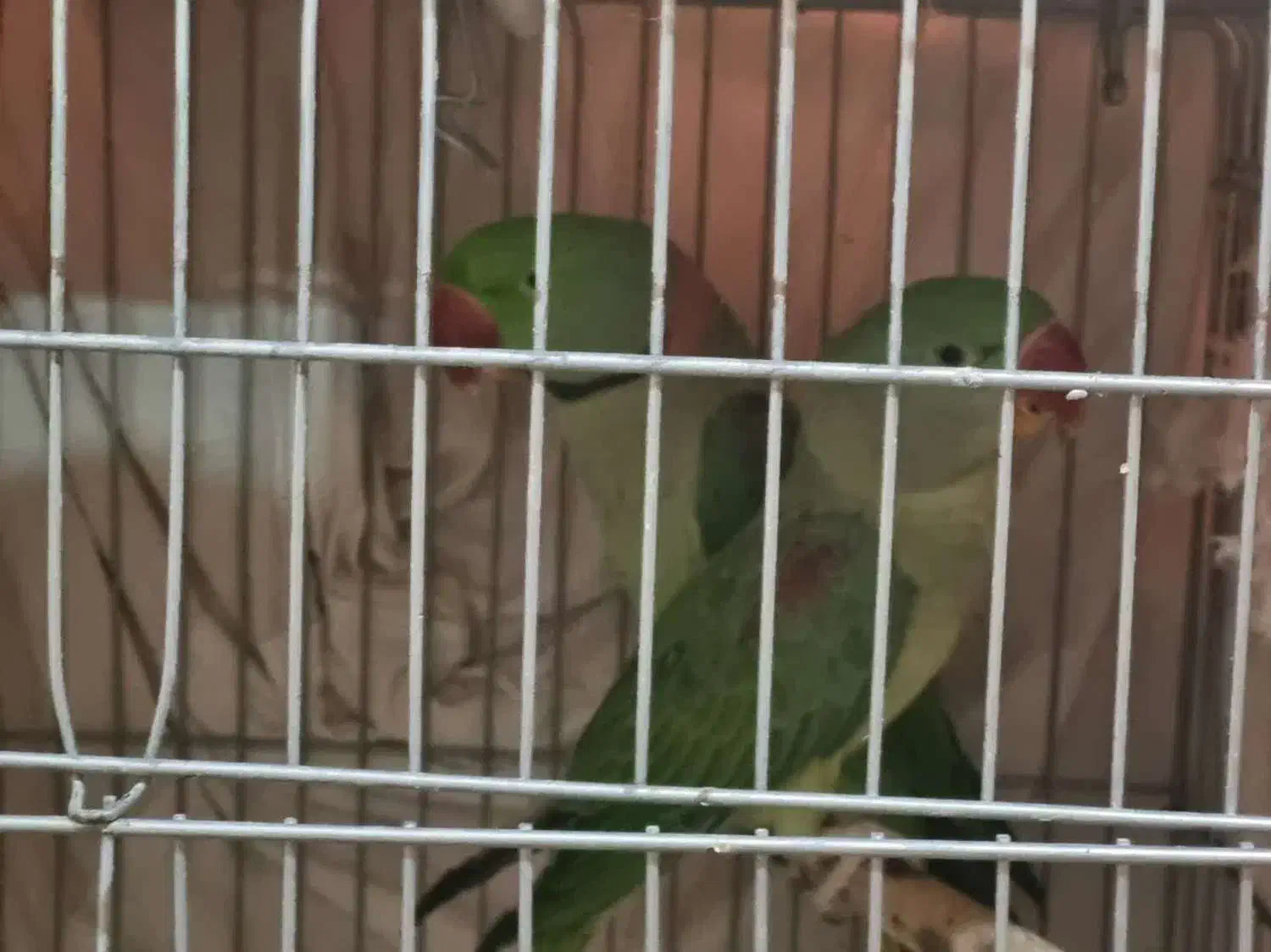 فروش دو عدد شاه طوطی نر کینگ سایز|پرنده|ری, جوانمرد قصاب|دیوار