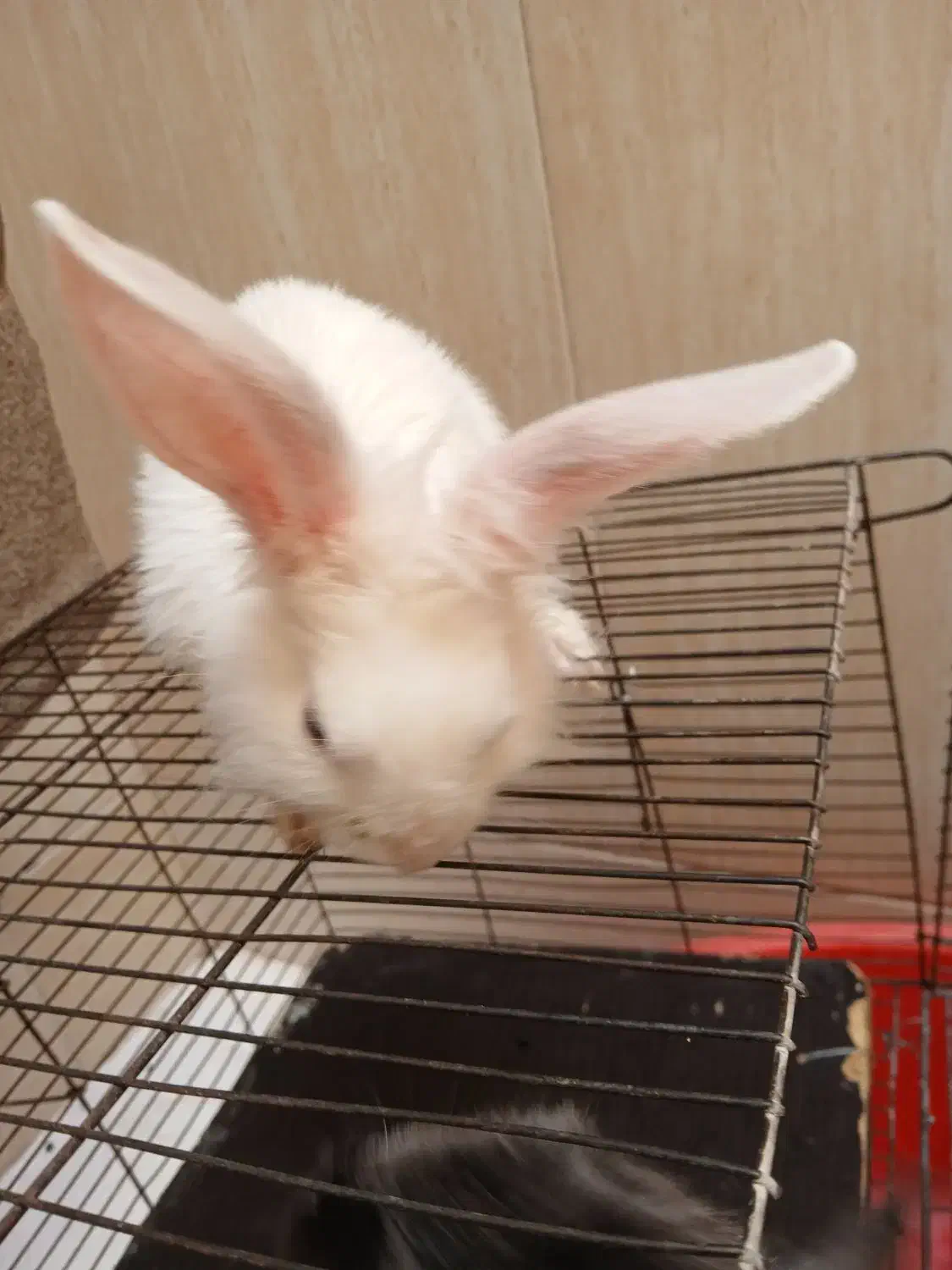 خرگوش چشم دورنگ|موش و خرگوش|قم, شاه ابراهیم|دیوار