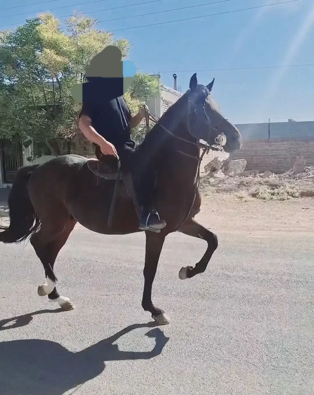 حیوانات|اسب و تجهیزات اسب‌سواری|زرند, |دیوار