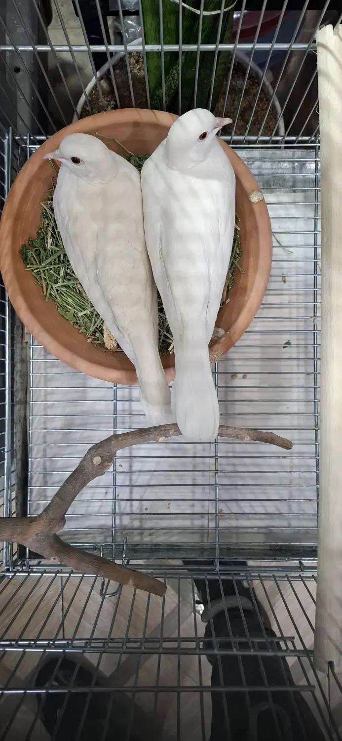 کبوتر خانگی آلبینو با جوجه|پرنده|تهران, المهدی|دیوار