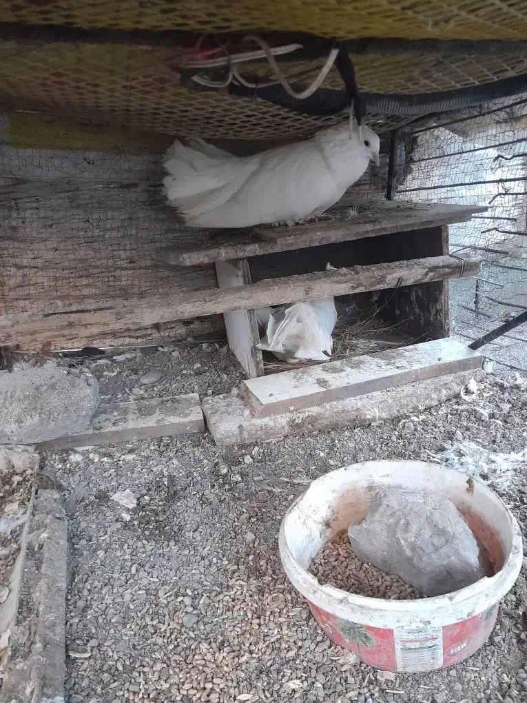 کبوتر دوم چتری ،کبوتر پرشی|پرنده|بابلسر, |دیوار