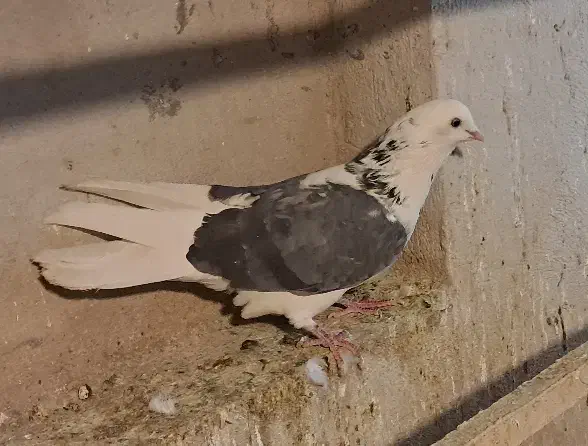 پرشی کفتر|پرنده|قم, انصار‌الحسین|دیوار