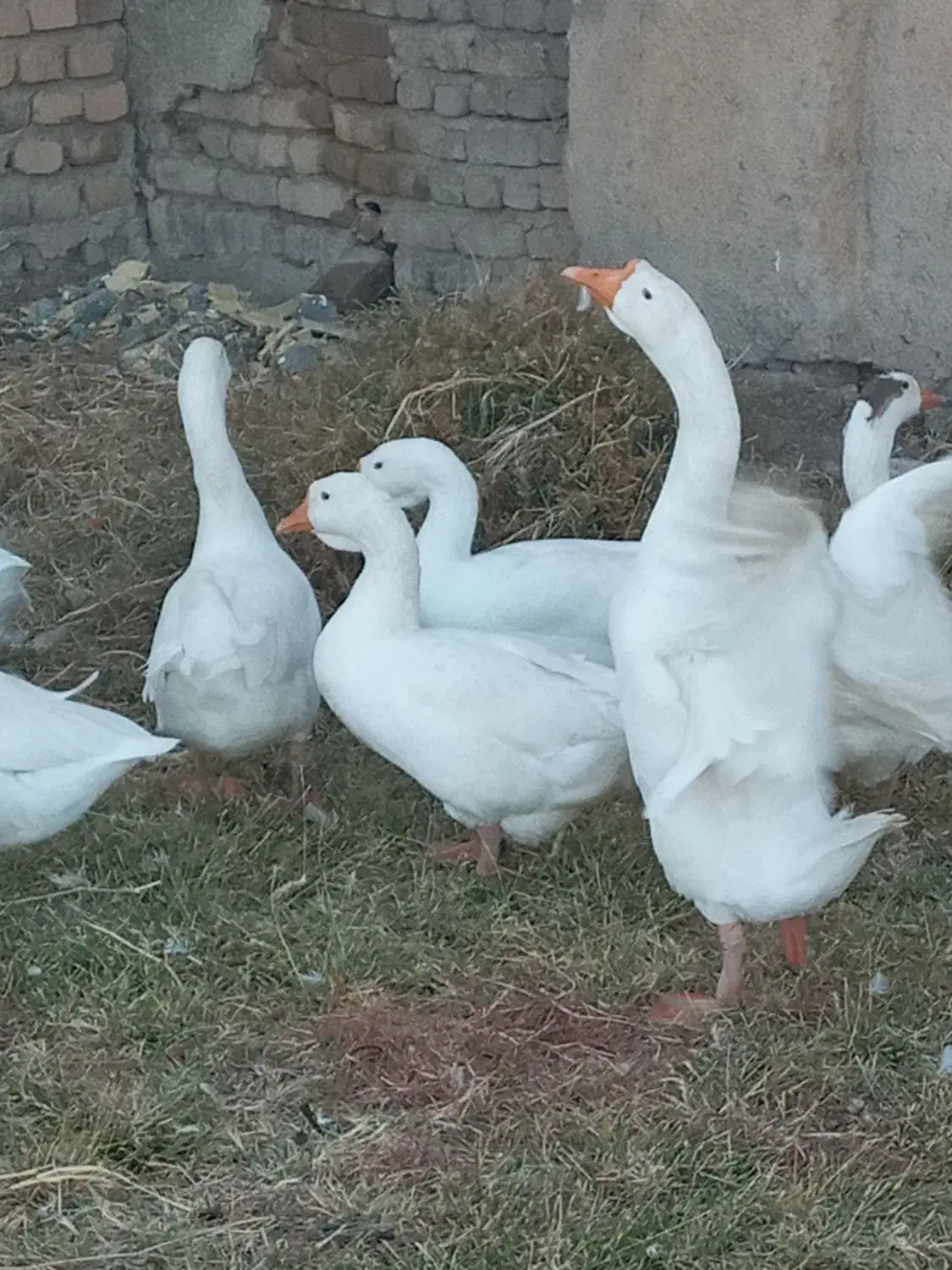 یه جفت قوغاز|حیوانات مزرعه|بروجرد, |دیوار