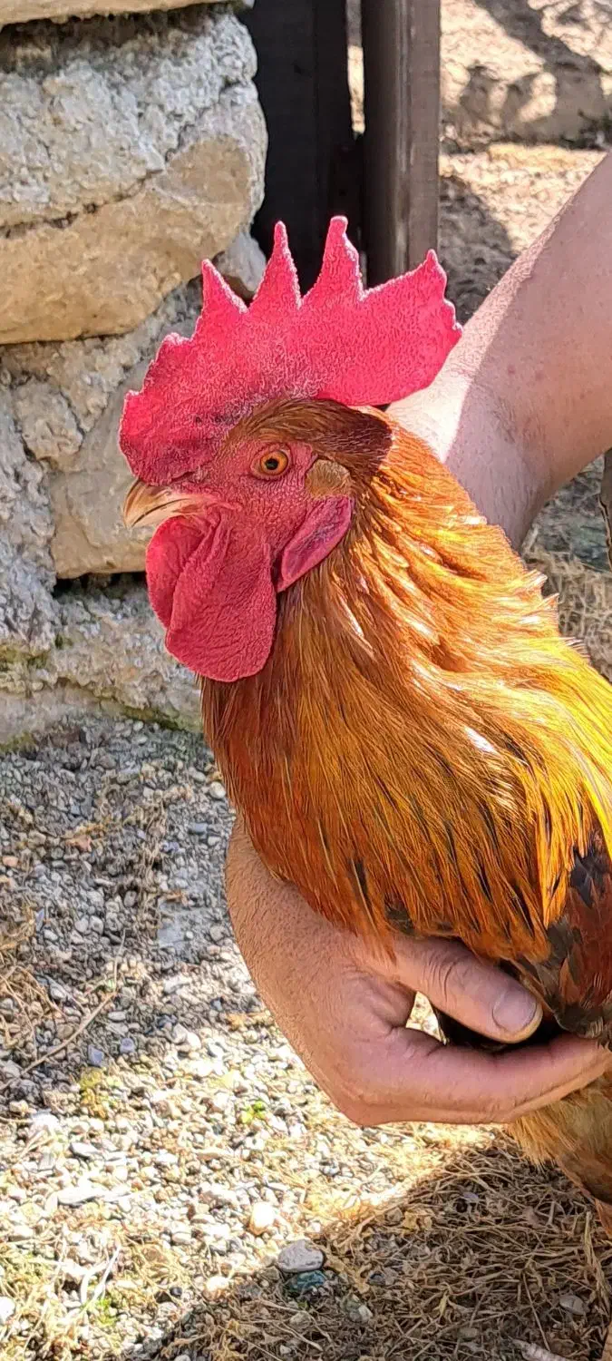 خروس محلی|حیوانات مزرعه|گلوگاه, |دیوار