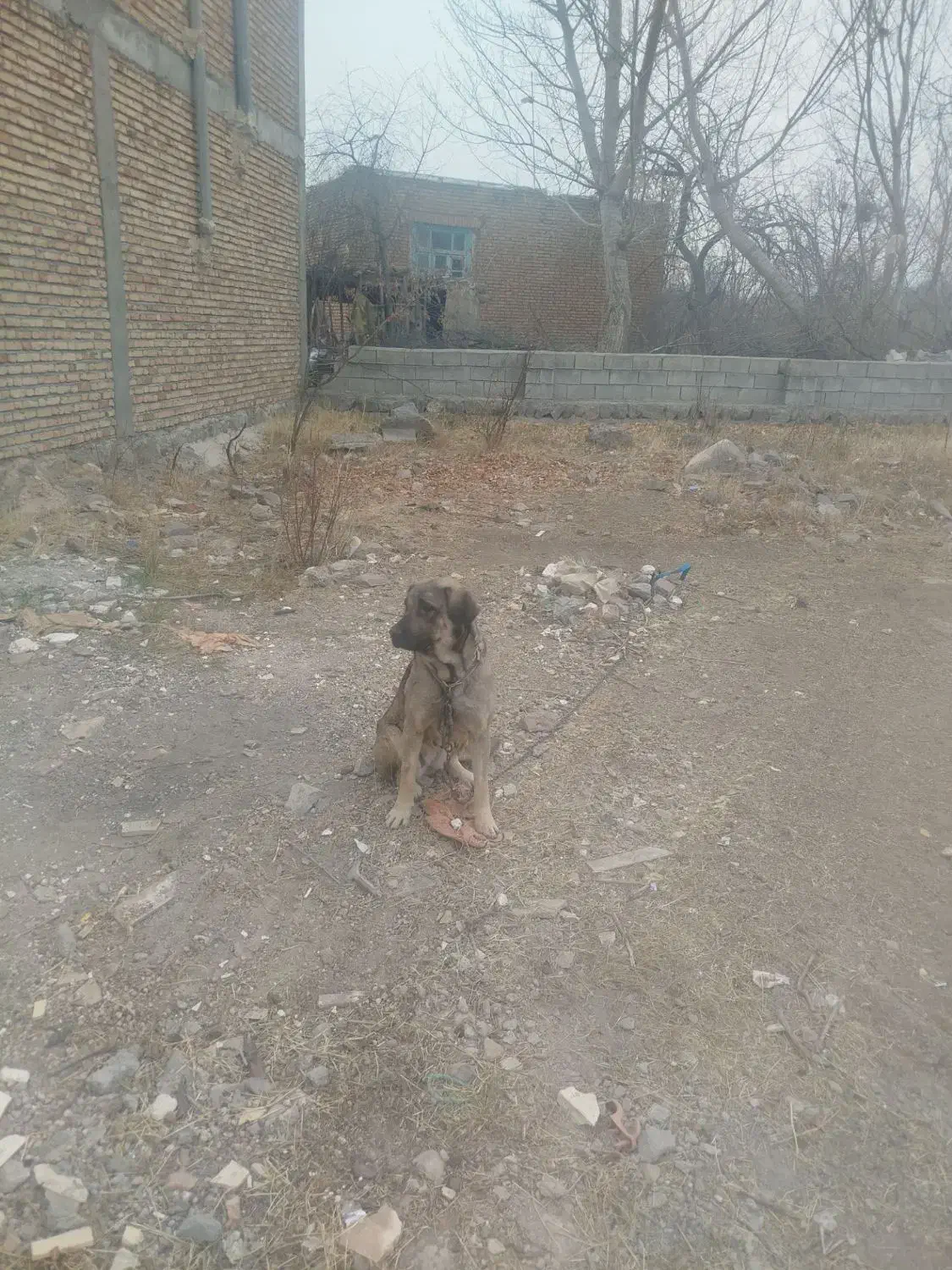 سگ عراقی|سگ|مشگین شهر, |دیوار