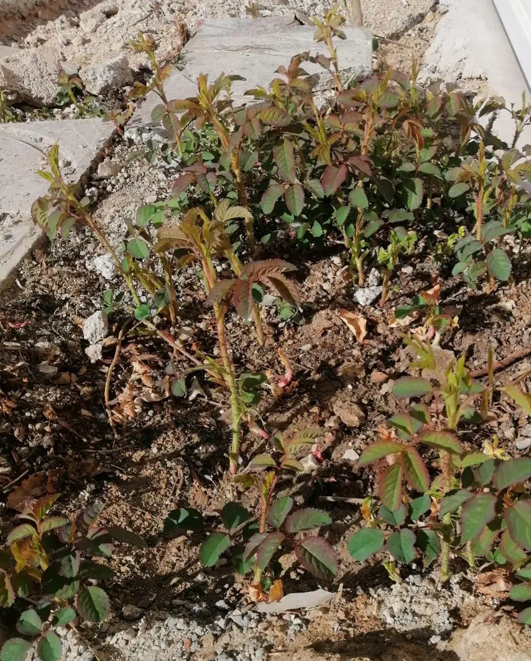 نهال گل محمدی، نارنج|گل و گیاه طبیعی|چرداول, |دیوار