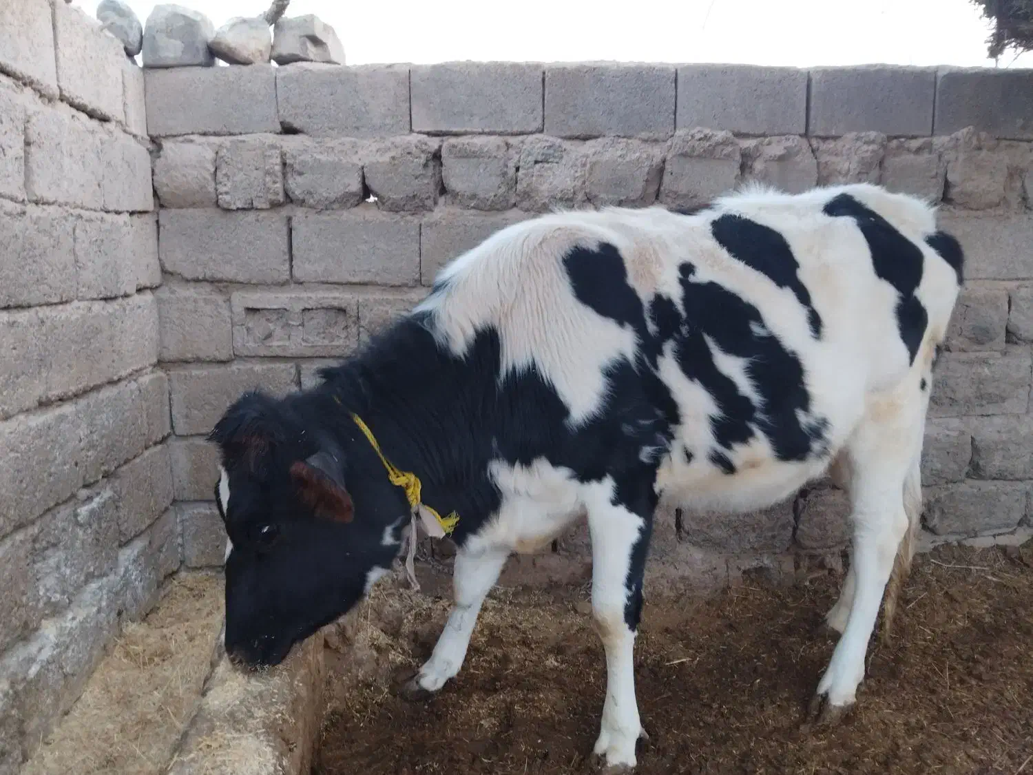 تلیسه هلشتاین|حیوانات مزرعه|گلباف, |دیوار