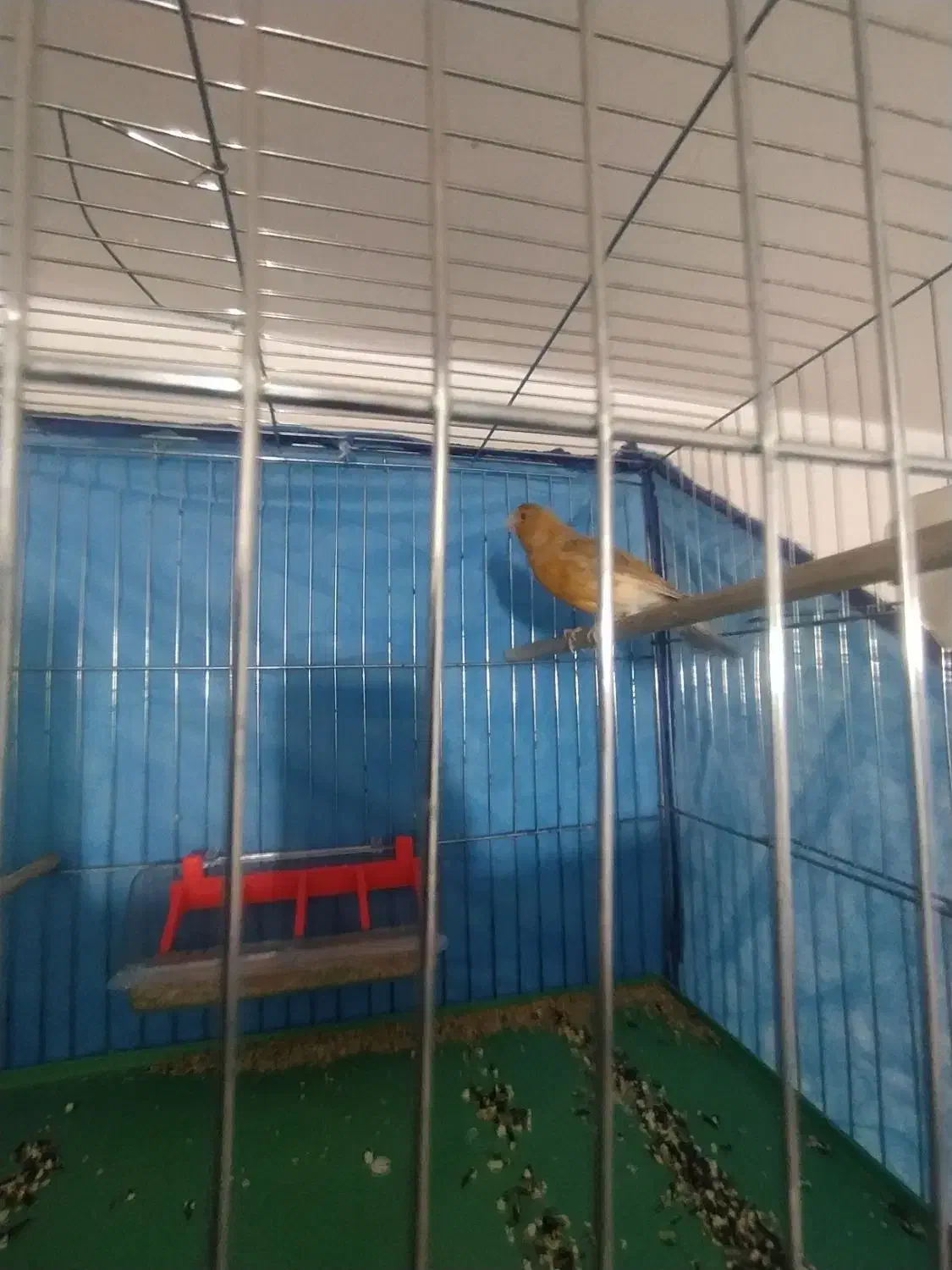 سلام قناری نروماده سالم سالم|پرنده|همدان, |دیوار