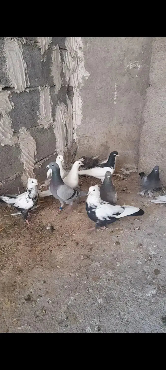 کبوتر (خرامه)|پرنده|شیراز, سعدیه شمالی|دیوار