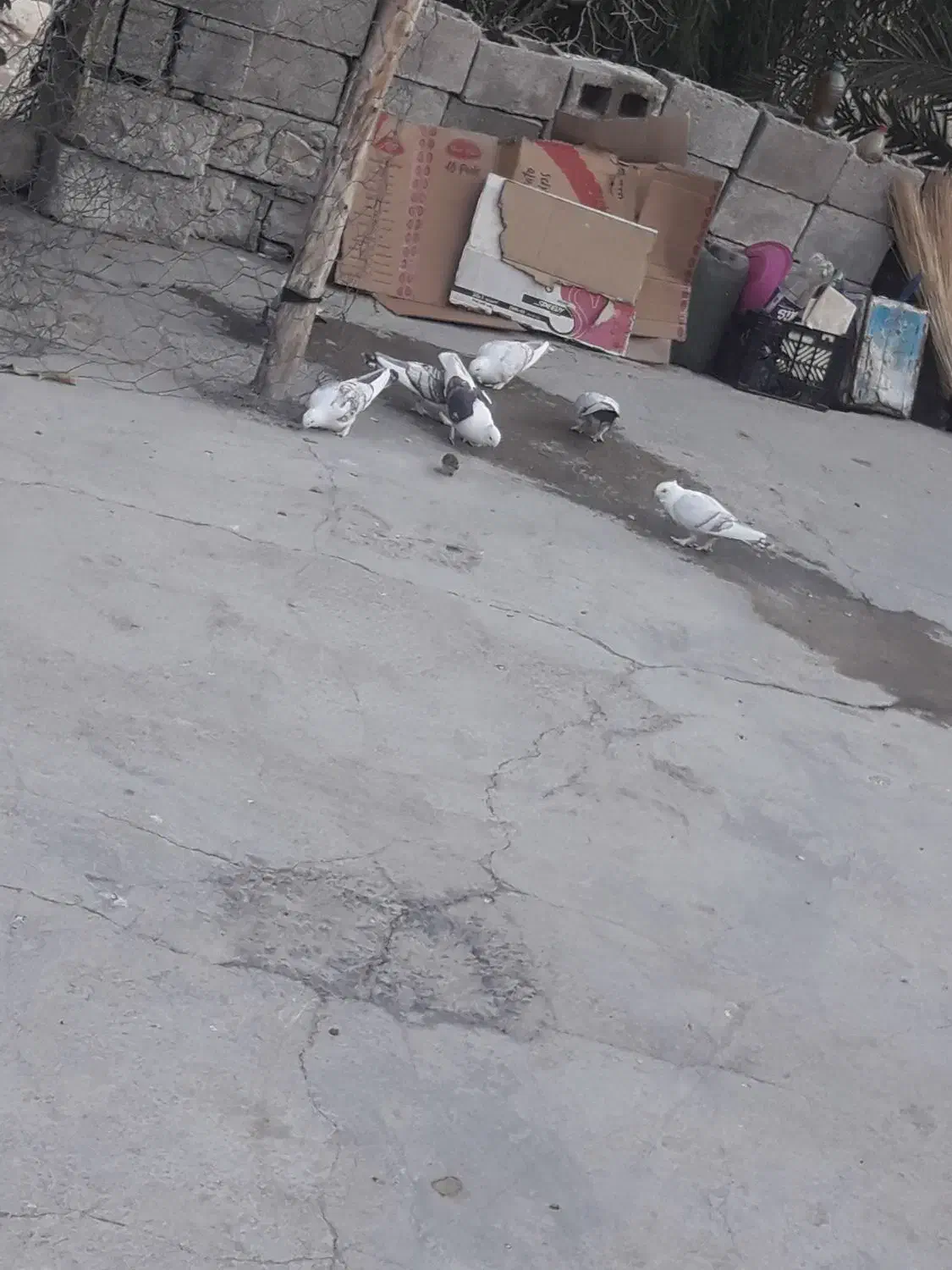 کبوتر دوکت نوک ریز|پرنده|لنده, |دیوار