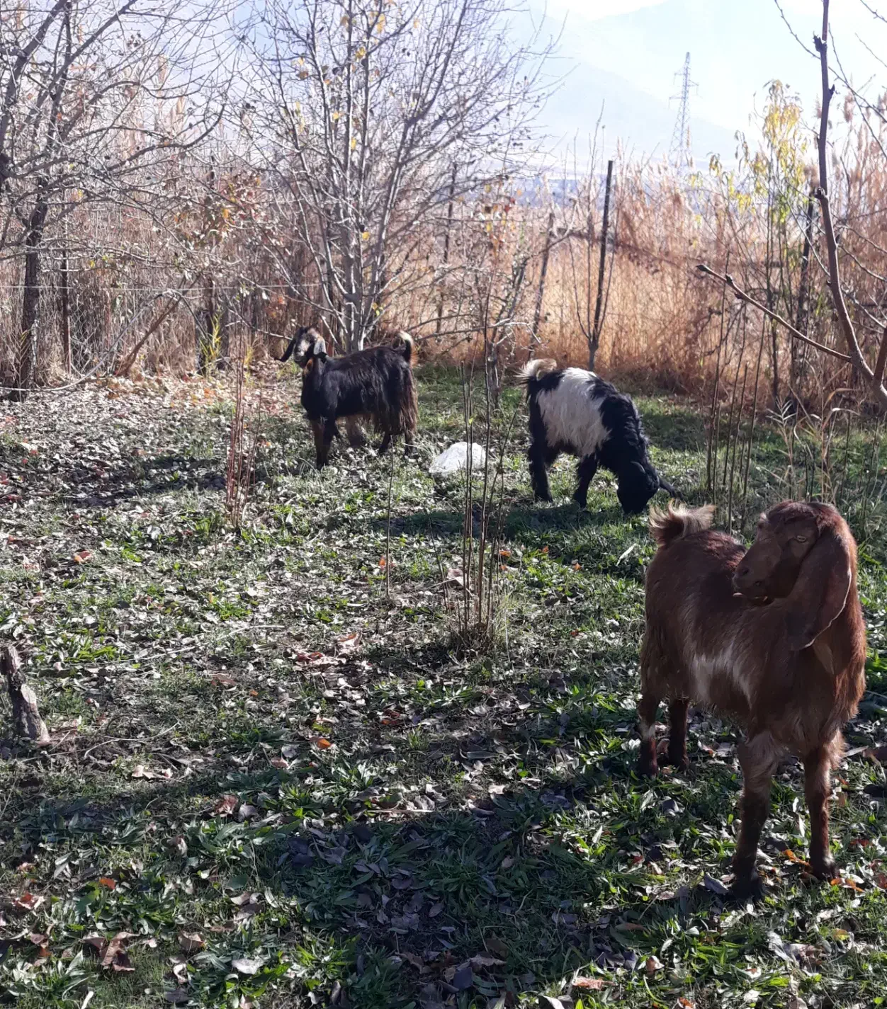 بز آبستن|حیوانات مزرعه|روانسر, |دیوار