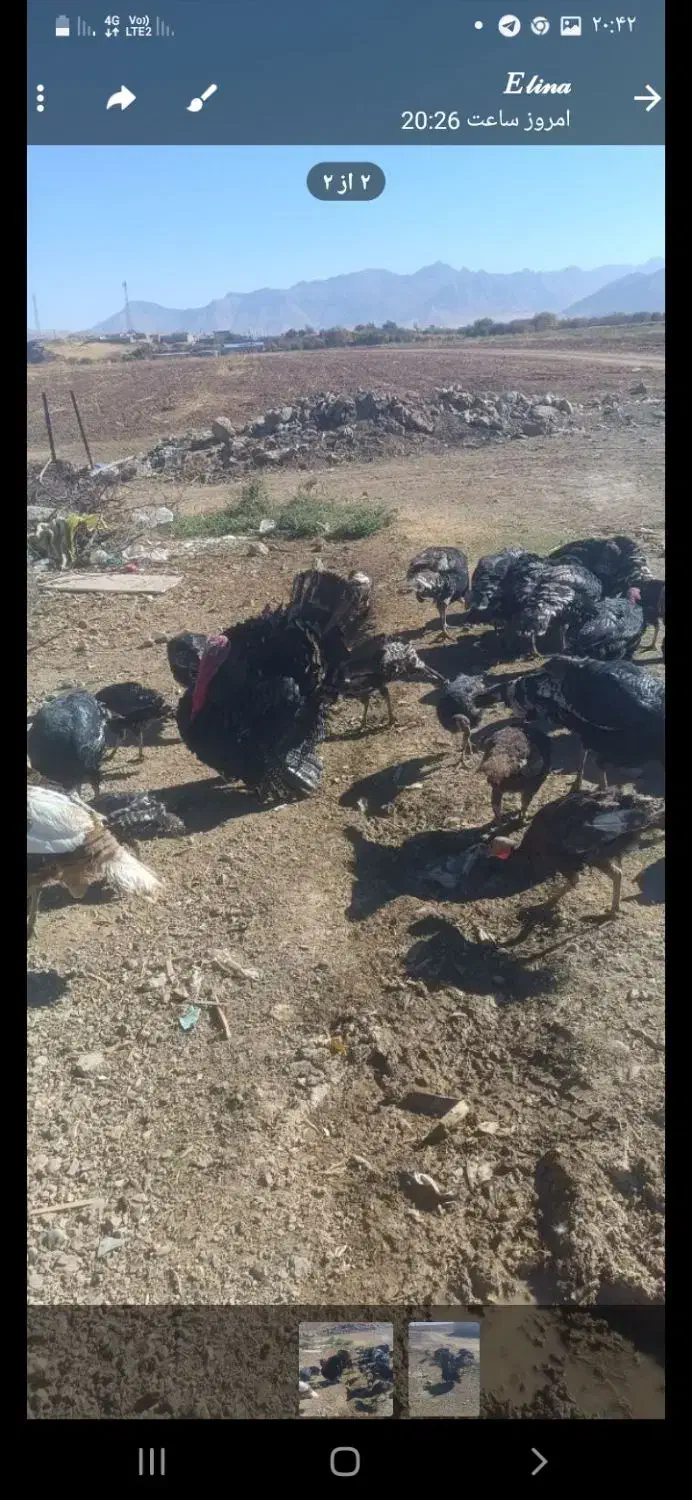 قه لی خومالی|حیوانات مزرعه|لاجان, |دیوار