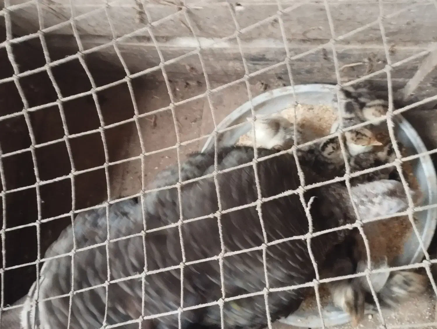 جوجه بوقلمون با مادر  جوجه ۲۰۰ و مادر ۱۲۰۰|حیوانات مزرعه|سنگر, |دیوار