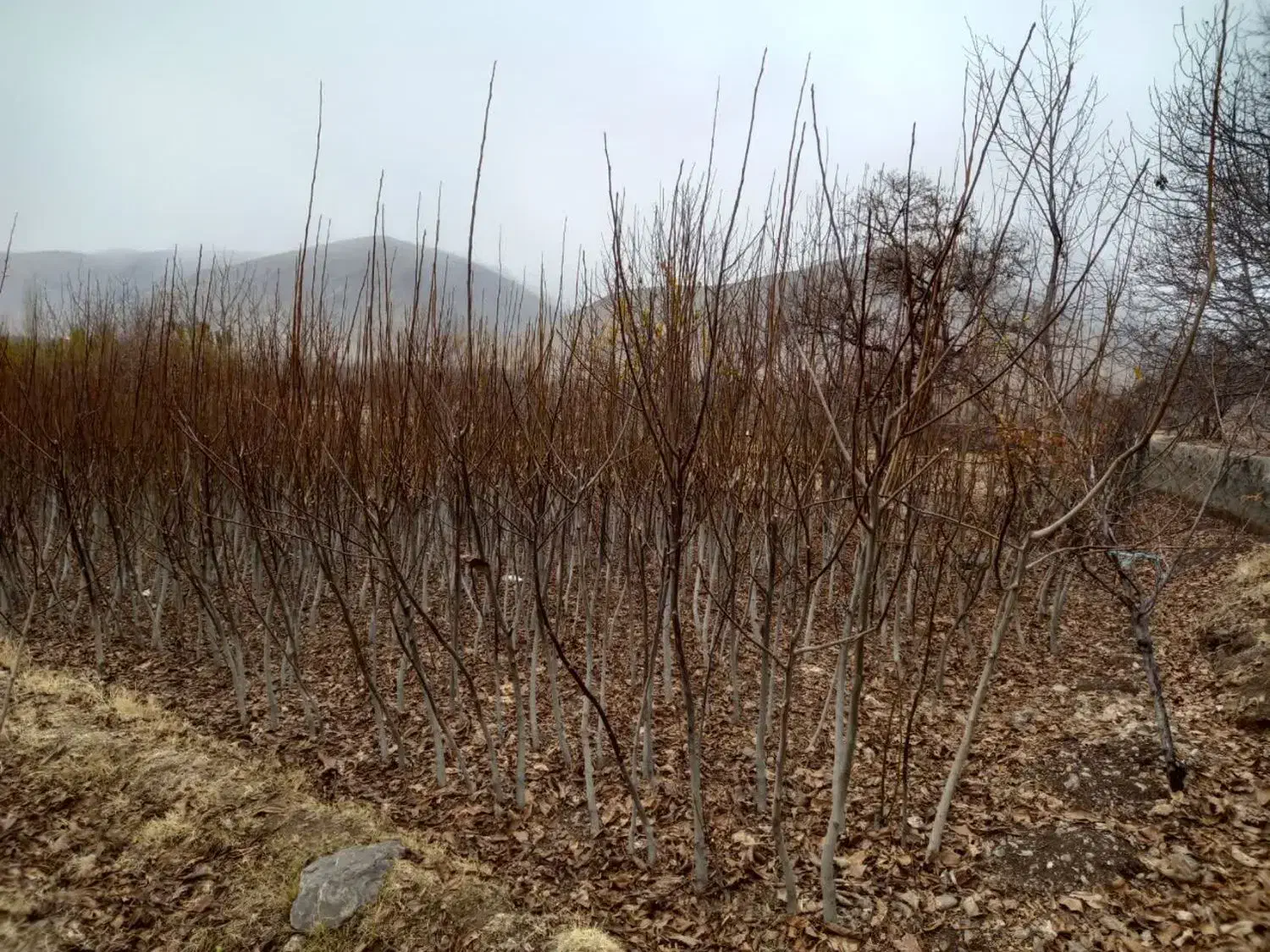 نهال گردو|گل و گیاه طبیعی|الشتر, |دیوار