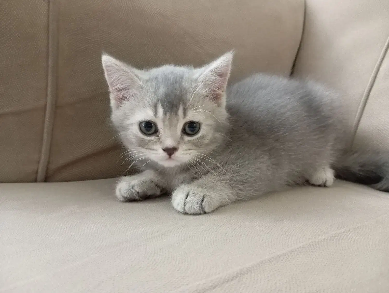 اسکاتیش سیلور|گربه|کرج, گلشهر|دیوار